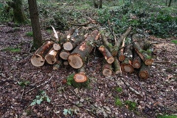 Cut down trees in the forest