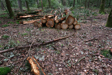 Cut down trees in the forest