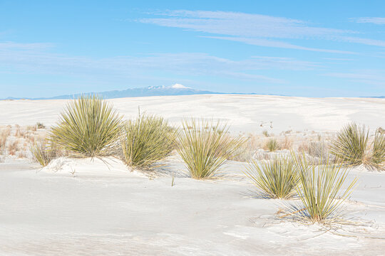 White sand dunes, yuccas, snow-capped mountains, blue sky and clouds, horizon. White Sands National Park landscape