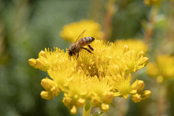 Bees on yellow flowers - summer season