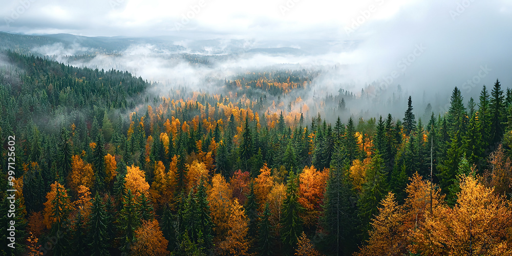 Poster a forest with trees in autumn colors