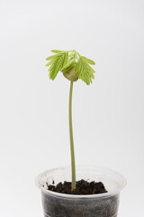 The plant growth Tamarind, Indian dates, close-up on a white background