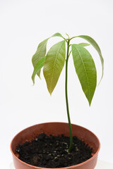 The sprout of the plant Mango in a plastic cup, close to a white background