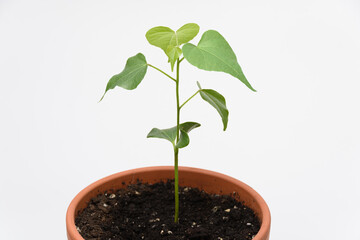 The growth of the plant Tespeia Sumatra, close-up on a white background