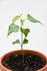 The growth of the plant Tespeia Sumatra, close-up on a white background