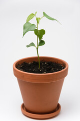 The growth of the plant Tespesia Sumatra in a pot, close to a white background