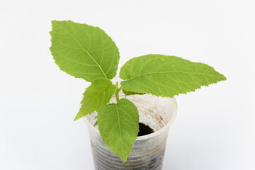 The growth of the plant of quis quis Actinidia, close-up on the white background