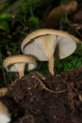 Fringed sawgill mushroom (Lentinus crinitus) - wild edible fungi in São Francisco de Paula, South...