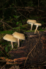 Fringed sawgill mushroom (Lentinus crinitus) - wild edible fungi in São Francisco de Paula, South of Brazil