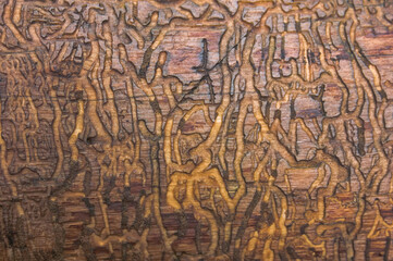 Natural wood texture with lines drawn by a bark beetle. Background, bark beetle, tree trunk. Close-up.
