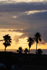 Obraz premium Palm trees with beautiful rays of sunshine in the early morning.