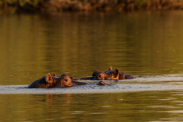 two sets of hippo eyes seen on the Zambezi River Zambia