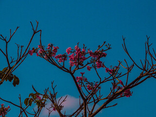 flor, natureza, primavera, cor-de-rosa, lilás, púrpura, planta, ajardinar, desabrochado, beldade,...