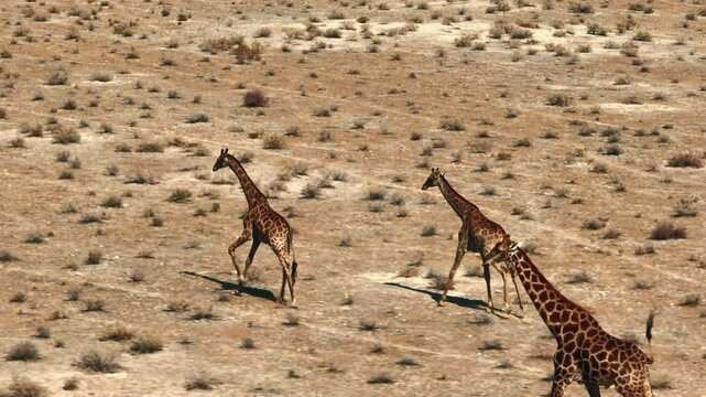 Giraffe walking through the Namibian savanah during the day in summer