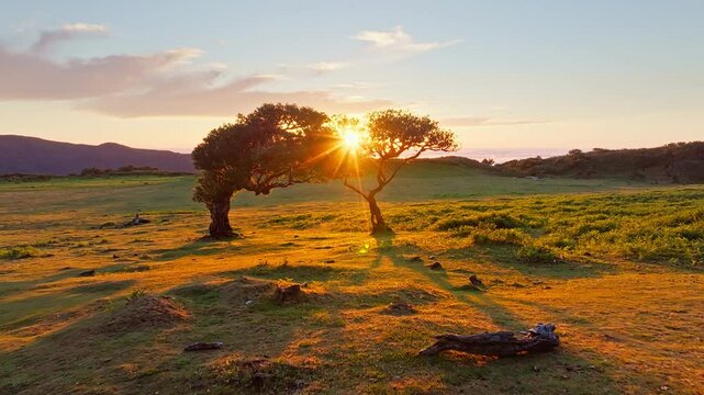 Aerial drone shot of flying above til trees in idyllic Fanal Laurisilva forest on sunset. Madeira island, Portugal. Fly by thru pull away retreat Short