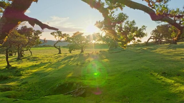 Aerial drone shot of flying above til trees in idyllic Fanal Laurisilva forest on sunset. Madeira island, Portugal. Fly by thru pull away retreat shot