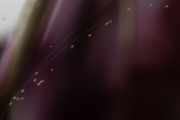 Tetranychus urticae red spider mite or two-spotted spider mite