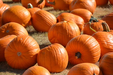 Pumpkins can be used for decorations or used in food and are popular around Fall and Halloween. 