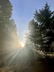 sun bursting through evergreen trees with small spiderweb in field 