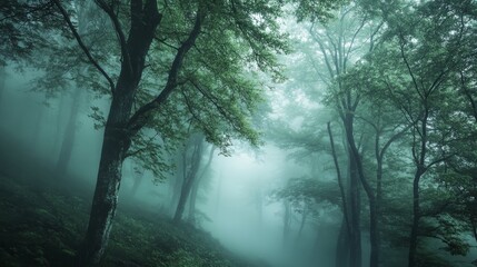 Fototapeta premium A serene forest environment is filled with thick fog, creating a mystical atmosphere. Soft light filters through the trees, casting an ethereal glow throughout the scene