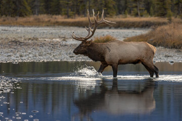 Bull Elk During the Rut Season
