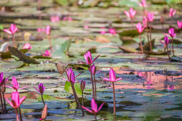 Panoramic of blooming Lotus flower