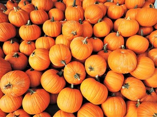 Pumpkins can be used for decorations or used in food and are popular around Fall and Halloween. 