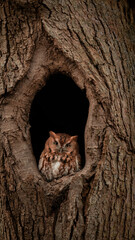 Eastern screech owl in a tree