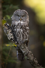 Great gray owl in Canada