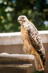Red-tailed Hawk (Buteo jamaicensis) at a water fountain, San Francisco Bay Area, California