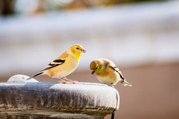 Male Nonbreeding American Goldfinch (Spinus tristis), San Francisco Bay Area