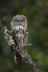 Great gray owl in Canada