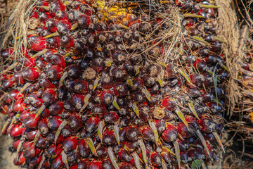 closeup of ripe palm oil fruits.