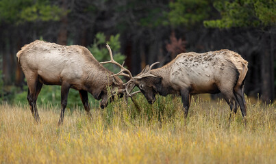 Bull Elk During the Rut Season
