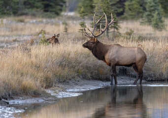 Bull Elk During the Rut Season
