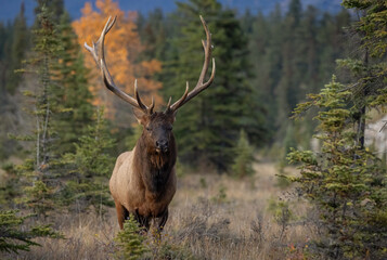 Bull Elk During the Rut Season
