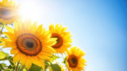 Obraz premium Sunflowers stand tall and bright, enjoying the warm sunlight, surrounded by a clear blue sky on a lovely day. Generative AI