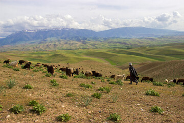 cows in the mountains