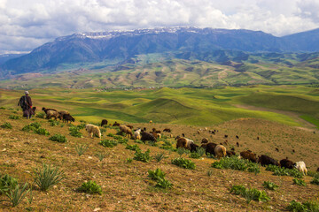 cows in the mountains