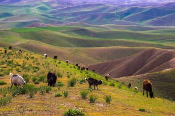 sheep in the mountains
