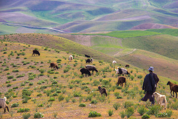 cows in the field