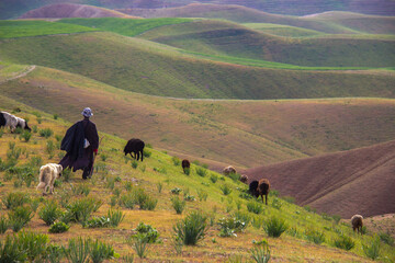 sheep in the mountains