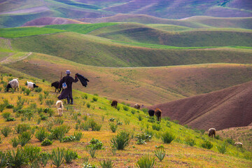 cows in the mountains