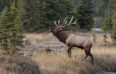 Bull Elk During the Rut Season
