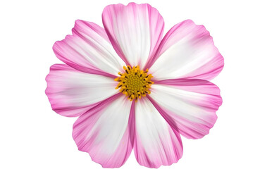 Pink Flower on White Background design