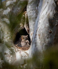 Great horned owl in a tree