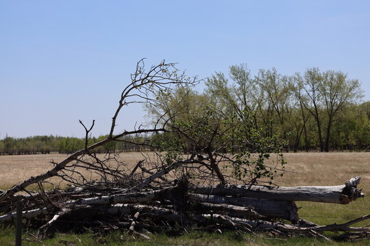 deadfall trees and branches lay beside a farm field