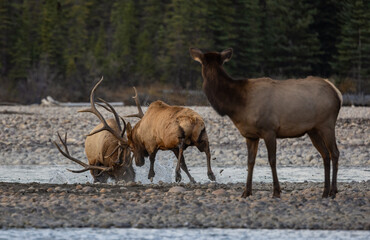 Bull Elk During the Rut Season
