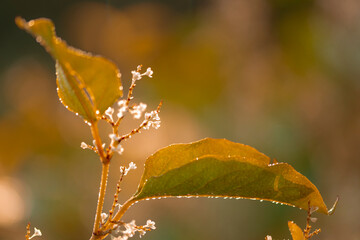 jesień bokeh trawy słońce łąka pająki światło ciepło © Colorful Soul