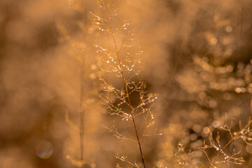 jesień bokeh trawy słońce łąka pająki światło ciepło © Colorful Soul